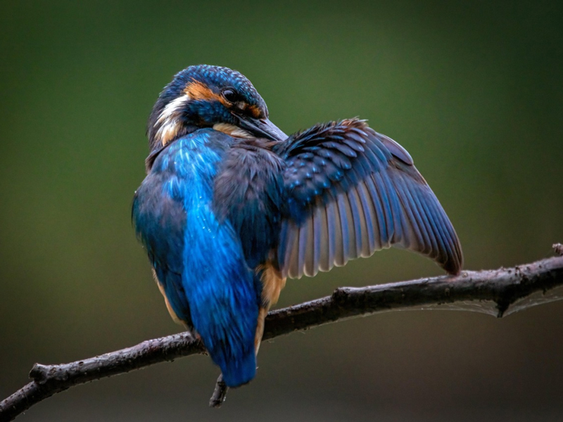 Diancui The Chinese Luxury Craft of Kingfisher Feathers