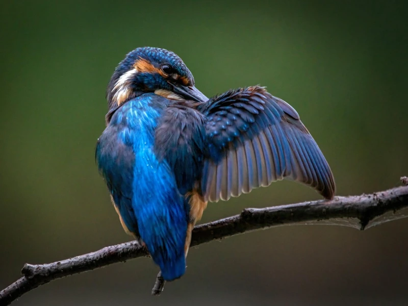 Diancui The Chinese Luxury Craft of Kingfisher Feathers