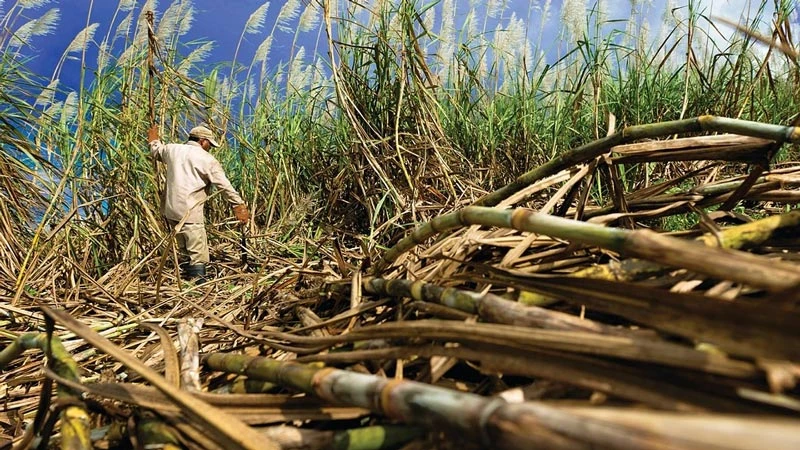 The Sweet Journey of Sugar in Ancient China