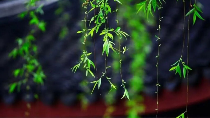 4 Customs Blending Han Shi Jie and Qingming