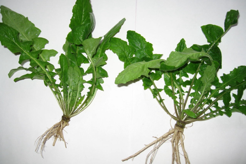 What Did Ancient Chinese Bite to Welcome Spring?