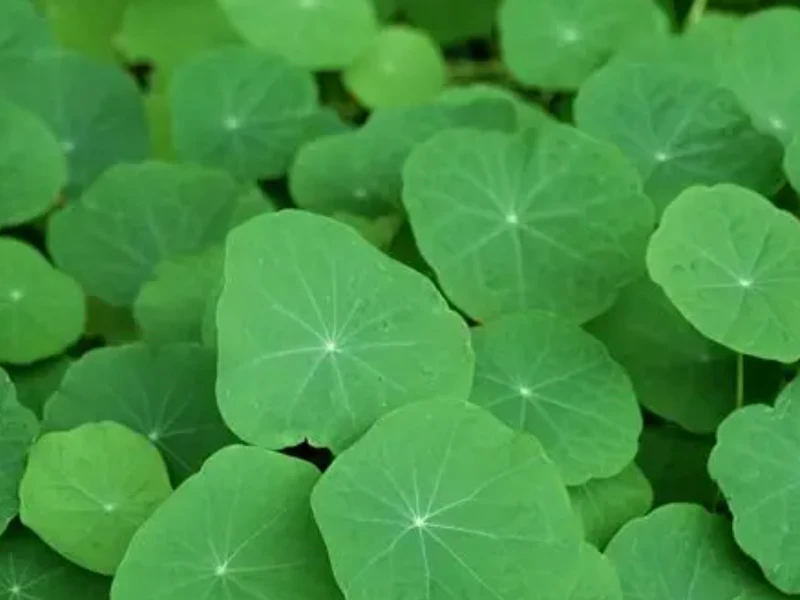 4 Eco‑Friendly Hacks Before Plastic Bags Existed