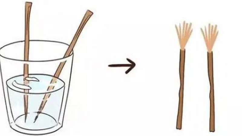 The 5-Step History of Ancient Dental Hygiene