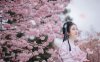 Cherry Blossoms, Hanfu and Girls