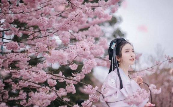 Cherry Blossoms, Hanfu and Girls