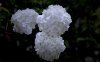 The Chinese Myth behind Hydrangea (The Eight Immortals Flowers)