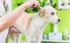 How to Choose a Pet Care Service in China