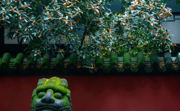 How Did Osmanthus Fit Into the Life of the Ancients?