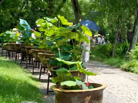 A Summer Drama of Heritage Blooms in Suzhou