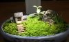 A Step-by-Step Guide to Crafting and Caring for Micro-landscapes
