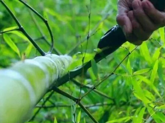 Can Bamboo Weaving Survive? The Silent Fade of Miejiang Artisans