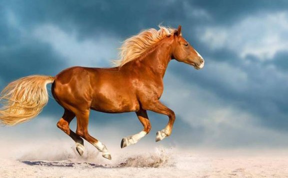 The Cultural Story of Horse Names in China