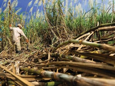 The Sweet Journey of Sugar in Ancient China