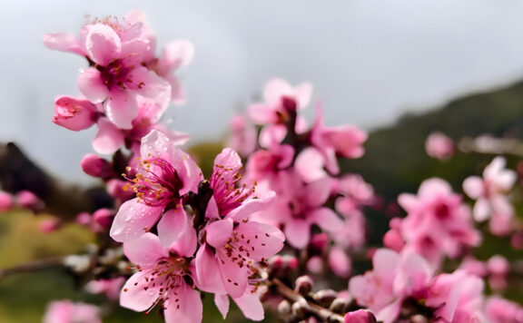 5 Ancient Chinese Flowers Beyond Roses