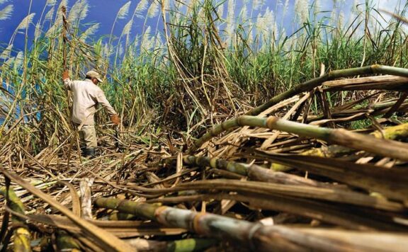 The Sweet Journey of Sugar in Ancient China